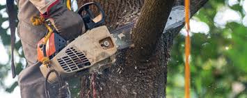 How Our Tree Care Process Works  in  Jonesboro, IL
