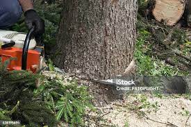 Tree and Shrub Care in Jonesboro, IL