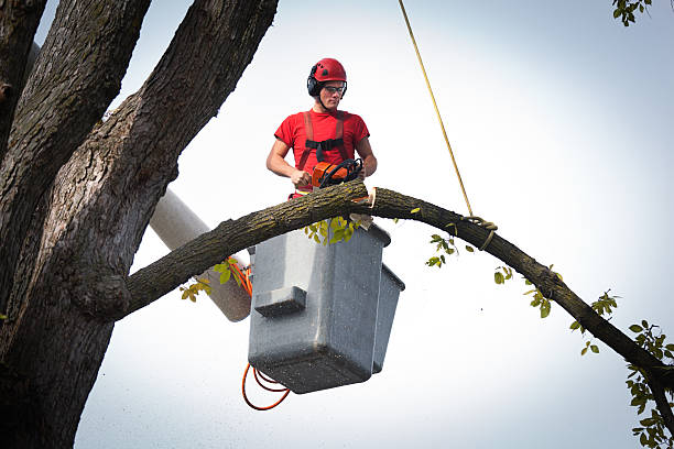 Reliable Jonesboro, IL Tree Services Solutions